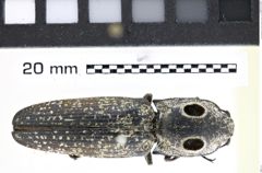 Foto (Dorsalansicht) von Alaus oculatus (Linnaeus, 1758) (NHMW-ZOO-COL-0008191)